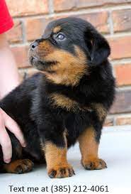 These dogs cannot be trusted!, they have a death grip! Rottweiler Puppies For Sale In Michigan Petfinder