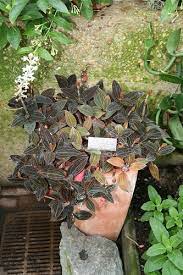 We did not find results for: Ludisia Discolor Jewel Orchid