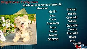10 Nombres Para Perras Mascotas