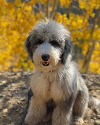 Due to our unique design, the cones cannot be knocked over. 330 Sheepadoodles By Design Ideas Design Sheepadoodle Panda Dog