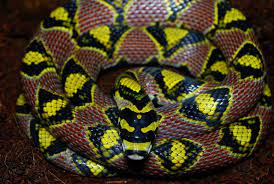 Red Phase Mandarin Rat Snake Rat Snake Snake Pet Snake