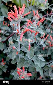 Image result for Dicliptera carvalhoi
