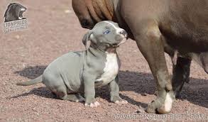 Xl pitbull puppies for sale. Pin On Elevage American Bully Xl Xxl France