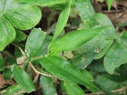 Image result for Oplismenus compositus