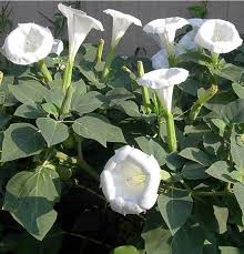 Pin On Plants