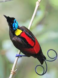 Bird Of Paradise Images Photos Pin On Birds