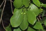 Image result for Cordia mukuensis