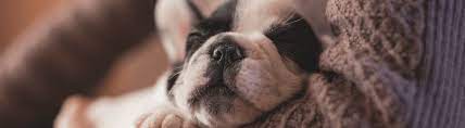 Any person that makes a booking to ship an animal with air canada cargo is considered the shipper and must take. Puppy Shipping Services How Much Does It Cost To Ship A Puppy By Air Petrelocation