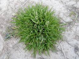 Image result for Poa annua