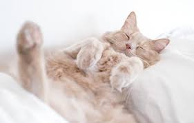 حبس القطط وقت النوم