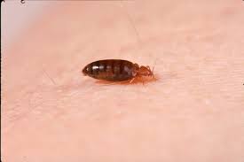 Once all the biting stops, the symptoms will subside on their own. How To Check For Bed Bugs And Bed Bug Bites Dengarden