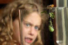 Monarch butterflies in Chicagoland