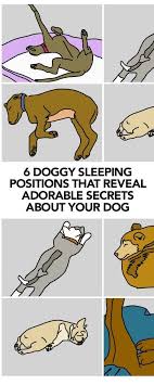 6 Doggy Sleeping Positions That Will Tell You A Lot About Your Beloved Pup Dog Sleeping Positions Sleeping Dogs Dog Care