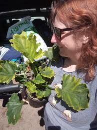 What plants to bring inside from the garden?