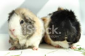 Brown and black guinea pig you've come to the right place. Bild Von Zwei Meerschweinchen Essen Gras Kurze Haare Abessinier C Stockfotos Freeimages Com