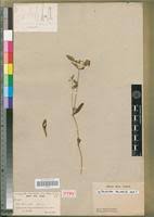 Image result for Pandiaka angustifolia