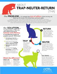 Cat neutering or spaying aftercare keep cats calm the first thing veterinarians will explain is that cats should be kept quiet during the spay or neuter recovery time. Stray Feral Cats Citrus Heights Ca Official Website