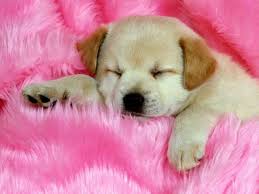 Los Perros Mas Bonitos Del Mundo 30 Fotos Nocturnar Videos de animales tiernos perros y gatos tiernos perritos tiernos mascotas bonitas animales bebe bonitos perros bonitos animales bebes perros bellos perros y cachorros lindos. los perros mas bonitos del mundo 30