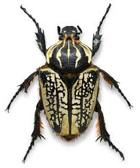 Types Of Insects What Is An Insect Dk Find Out