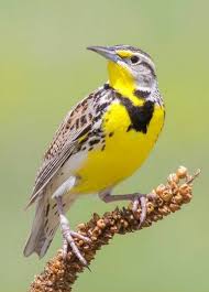 Bird With Yellow Breast With Black Stripe Pin On Birds