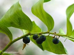 Image result for Ophrypetalum odoratum