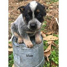 Americanlisted features safe and local classifieds for. Blue Heeler Puppies For Sale Near Me Online Shopping