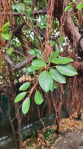 Image result for Ficus trichopoda