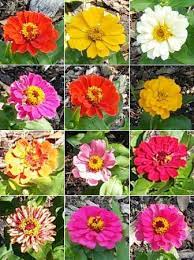 Check spelling or type a new query. Colorful Flowers Picture Of South Texas Botanical Gardens Nature Center Corpus Christi Tripadvisor
