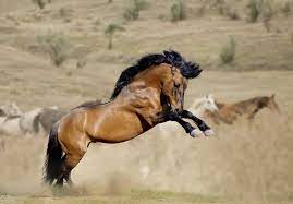 Mesteño is a wild stallion roaming northwestern nevada. Calming A Mustang Stud The Horse