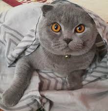 Satilik Kedi Ilanlari Ve Fiyatlari Kedi Sahiplendirme Ilanlari