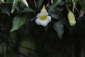 Image result for Hyparrhenia anemopaegma