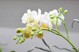 They are much more energy efficient than other lighting technologies, such as fluorescent grow lights, metal halide grow lights, and high pressure sodium grow lights; Growing Orchids Under Led Lights Make Your Orchids Rebloom