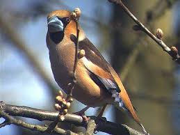 Si la femelle est séduite, s'ensuit. Le Gros Bec Casse Noyaux Coccothraustes Coccothraustes