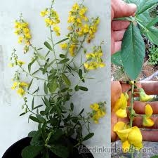Image result for Crotalaria misella