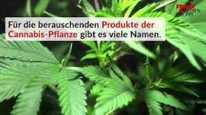 Ganja zuhause anbauen eine schema. Cannabis In Italien Anbau Ist Zu Hause Fur Eigenbedarf Erlaubt Berliner Morgenpost