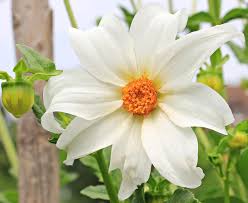 Image result for Dahlia excelsa