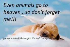 The Angels Through The Eyes Of A Child Pet Loss Grief Dog Angel Pet Loss Quotes