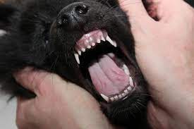 Zahnwechsel Beim Hund Gesundheitszentrum Fur Kleintiere