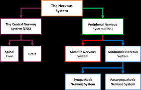 The somatic (voluntary, conscious) and autonomic. Https S3 Eu West 1 Amazonaws Com Tutor2u Media Resource Samples Biopsychology Topic Worksheet Year 1 Sample Pdf Mtime 20170203155118