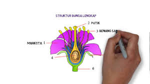 Pages 1 this preview shows page 1 out of 1 page. Eduvblog Struktur Bunga Lengkap Youtube