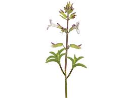 Image result for Syncolostemon