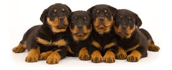 Rottweiler puppies texas for sale. 1 Rottweiler Puppies For Sale In Austin Tx Uptown