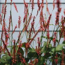 Image result for Persicaria