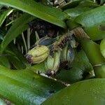 Image result for Calyptrochilum