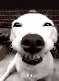 Chiens Funny Animals Gif Chiens Funnyanimals Dogs Discover Share Gifs