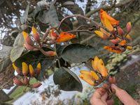 Image result for Erythrina fusca