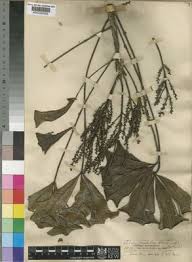 Image result for Astropanax myrianthus