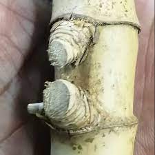 2 bagian yg keras pd pertemuan dua ruas (buluh, tebu); Buluh Tumpat Bertemu Ruas Shopee Malaysia