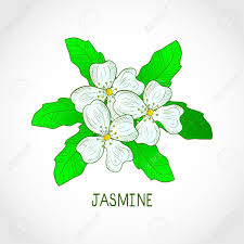 Wedding floral golden geometric triangular frame with pink flowers roses and green leaves isolated. Jasmine Flowers Leaves Sketch Color Pattern Logo Emblem Stock Photo Picture And Royalty Free Image Image 102119743