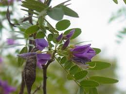 Image result for Mundulea
